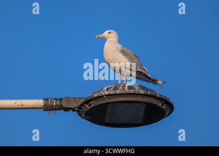 Le goéland argenté européen (Larus argentatus) debout sur le dessus d'une lampe altérée contre le ciel bleu, oiseau de la famille des Laridae. Banque D'Images