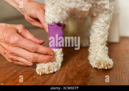 Mains féminines enveloppant activement une patte de chien avec un bandage violet. Montre le processus de soins médicaux, de soutien et de traitement post-intervention par propriétaire. Banque D'Images