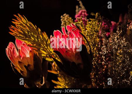 Arrangement floral vibrant mettant en vedette Pink Protea et South African Fynbos 16704 Banque D'Images