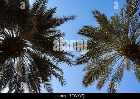 De grands palmiers atteignant le ciel bleu clair. Parfait pour les visuels de voyage, tropicaux ou de relaxation. Banque D'Images