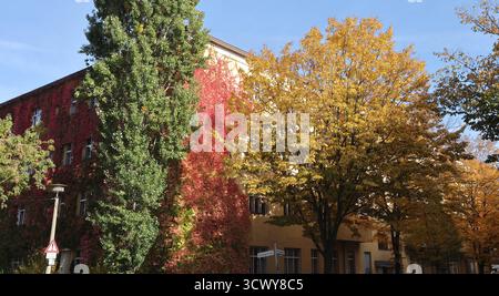 wilder Wein bunter Wilder Wein an Hausfassade Herbstlaub Herbststimmung ökologische natürliche Klimaanlage Wetter Fassadenbegrünung in der Varnhagenstraße / 13.10.2025 Berlin Prenzlauer Berg Berlin Deutschland / Allemagne *** vigne sauvage vigne sauvage colorée sur la façade d'automne feuilles d'automne ambiance écologique climatisation naturelle façade verdissement à Varnhagenstraße 13 10 2025 Berlin Prenzlauer Berg Berlin Allemagne Banque D'Images