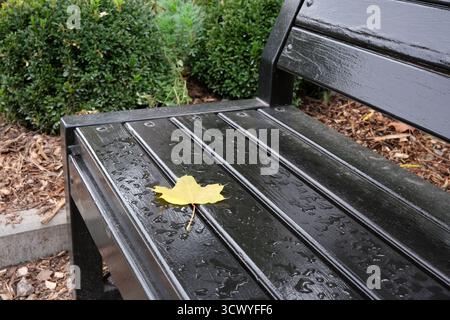 Une feuille d'automne repose doucement sur un banc imbibé de pluie, entouré de verdure. Banque D'Images
