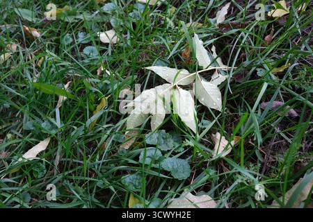 De délicates gouttes de pluie s'accrochent aux feuilles tombées éparpillées sur l'herbe vibrante. Banque D'Images