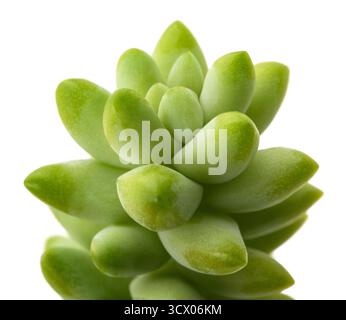 Queue d'âne isolée sur fond blanc Banque D'Images