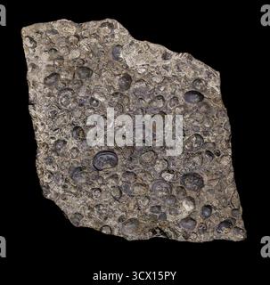 Fossiles de brachiopodes, coquilles sur le fond marin antique, vieux de 215 à 318 millions d'années, ère paléozoïque, Kansas, États-Unis. Banque D'Images