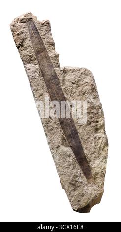 Conifères apparentés (Cordaites principalis), période carbonifère (300 millions d'années), spécimen fossile de plantes provenant de gisements charbonniers Banque D'Images