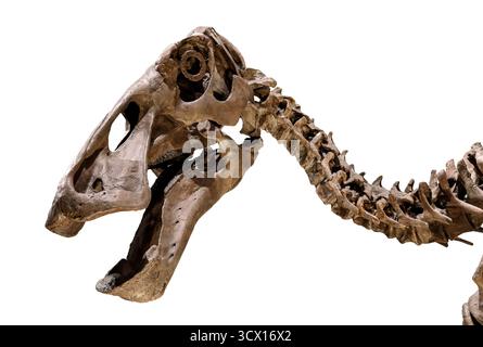Crâne et cou d'Edmontosaurus (Edmontosaurus sp.), période du Crétacé supérieur (70–66 millions d'années), spécimen fossile, Amérique du Nord Banque D'Images