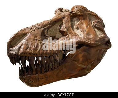 Crâne de Tyrannosaurus rex (T. rex), période du Crétacé tardif (68–66 millions d'années), spécimen fossile Banque D'Images