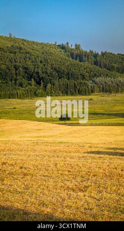 Paysage montagneux d'été pittoresque avec prairie dorée et collines forestières à la lumière du soleil. Banque D'Images