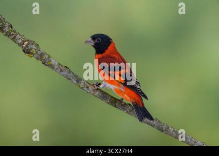 Mâle Siskin rouge, Spinus cucullatus Banque D'Images