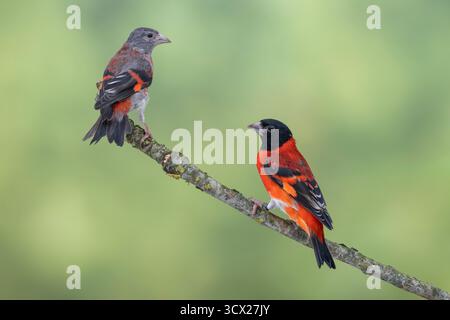 Paire de Siskin rouge, Spinus cucullatus Banque D'Images