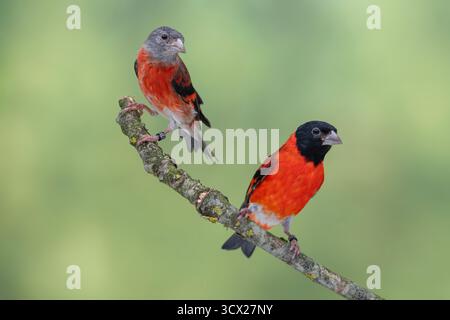 Paire de Siskin rouge, Spinus cucullatus Banque D'Images