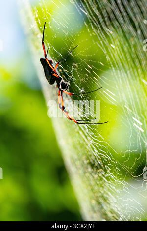 Un tisserand de soie dorée de Madagascar (Trichonephila inaurata madagascariensis) repose dans sa toile dorée complexe dans la forêt tropicale de Masoala National Banque D'Images