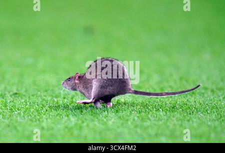 Un rat sur le terrain lors du match de qualification européen de la Coupe du monde de la FIFA au stade de Cardiff City. Date de la photo : lundi 13 octobre 2025. Banque D'Images
