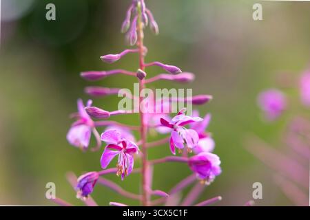 Plante de Fireweed fleurissant avec de nombreuses petites fleurs roses et des bourgeons non ouverts sur un fond vert doux Banque D'Images