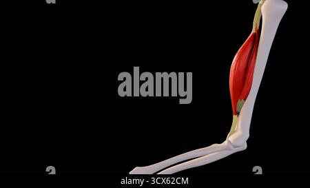 Une image d'illustration 3D du muscle biceps contracté, montrant la contraction musculaire pendant la flexion du bras. avec fond bleu, blanc, noir. Banque D'Images