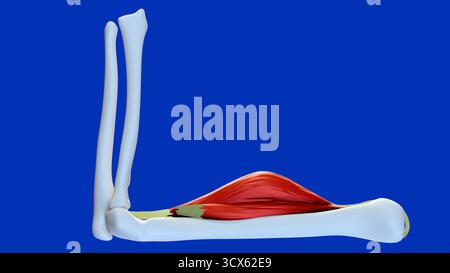 Une image d'illustration 3D du muscle biceps contracté, montrant la contraction musculaire pendant la flexion du bras. avec fond bleu, blanc, noir. Banque D'Images