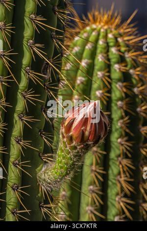 Vue rapprochée du bourgeon de fleur rouge violet de leucostele terscheckii aka cardon grande cactus ou saguaro argentin poussant sur tige verte avec des épines Banque D'Images