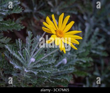 Vue rapprochée de la fleur orange jaune vif d'euryops pectinatus aka euryops à feuilles grises fleurissant à l'extérieur dans le jardin isolé sur fond sombre Banque D'Images