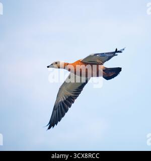 Mâle de Ruddy Shelduck Tadorna ferruginea en vol sur fond de ciel bleu. Banque D'Images