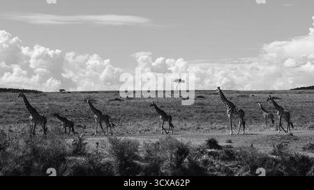 Photographie saisissante de la faune en noir et blanc mettant en scène des girafes africaines au Kenya. Capturées lors d'un safari à travers les savanes, ces images d'art sont remarquables Banque D'Images