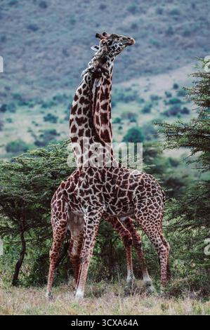 Photos d'art de la faune et de la flore de Tanazania - capturant leur hauteur, leur élégance et leur mouvement gracieux à travers la Savane ensoleillée de l'Afrique. Banque D'Images