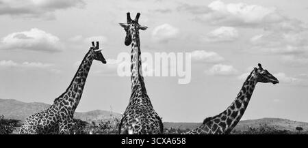 Photos d'art de la faune et de la flore de Tanazania - capturant leur hauteur, leur élégance et leur mouvement gracieux à travers la Savane ensoleillée de l'Afrique. Banque D'Images