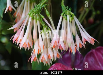 Vue rapprochée des fleurs rose clair Fuchsia Traudchen Bonstedt Banque D'Images