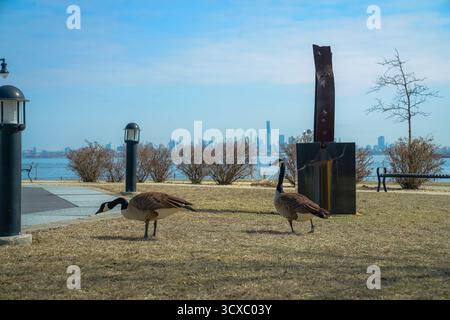 Bayonne, NJ, États-Unis - 14 mars 2025 : les oies du Canada paissent près d'un monument en acier surplombant la ville de New York Banque D'Images