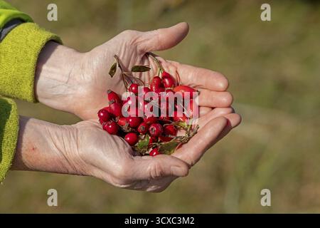 Mains tenant des baies de Blackthorn (Prunus spinosa) et des hanches de rose, réserve naturelle de Geltinger Birk, Nieby, Schleswig-Holstein, Allemagne Banque D'Images
