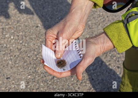 Femme sauve la chenille de mûre (Macrothylacia rubi) de la piste cyclable, Geltinger Birk, Nieby, Schleswig-Holstein, Allemagne Banque D'Images