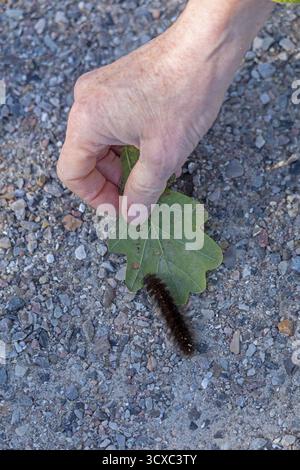 Femme sauve la chenille de mûre (Macrothylacia rubi) de la piste cyclable, Geltinger Birk, Nieby, Schleswig-Holstein, Allemagne Banque D'Images