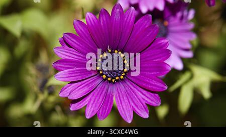 Monastère de Pantanassa du 15ème siècle après JC, jardin du monastère, gros plan d'une fleur violette avec des pétales détaillés dans son environnement naturel, Mystras Banque D'Images