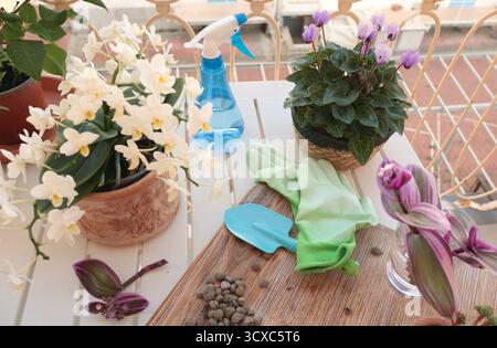 Fleurs en fleurs dans des pots en terre cuite et des outils de jardinage sur la table de balcon. Nature et soin des plantes à domicile. Aménagement de l'espace et aménagement intérieur. Banque D'Images