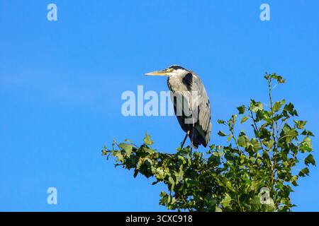 Un héron gris (Ardea cinerea) se dresse haut sur une branche feuillue, silhouette contre un ciel bleu clair dans un cadre naturel paisible. Banque D'Images
