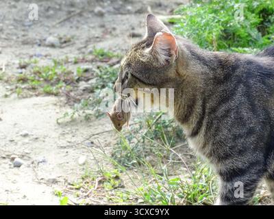 Un chat a une souris dans la bouche. Chat et souris Banque D'Images