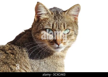 Portrait d'un chat gris isolé sur blanc Banque D'Images