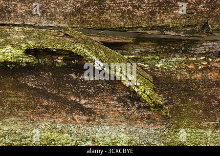 Le vieux bois à la texture fortement altérée présente des restes de peinture blanche et un revêtement inégal de mousse verte. Banque D'Images