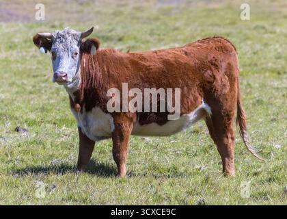 Un suspect Dark Red avec White face Hereford Bull à Big sur, Californie. Banque D'Images