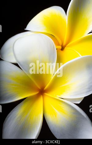 Deux fleurs de frangipanier (Plumeria) avec des pétales blancs crémeux et des centres jaune vif sont placées sur un fond noir. Banque D'Images