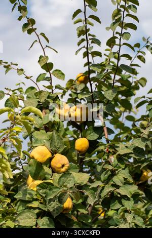 Coings jaunes mûrs accrochés à un arbre parmi les feuilles vertes sous un ciel partiellement nuageux, parfait pour les concepts culinaires, botaniques et saisonniers Banque D'Images