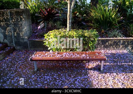 Jacaranda part sur un banc vide du parc Banque D'Images