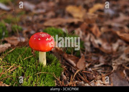 Un agarique de mouche avec une casquette rouge vif gros plan. Une mouche agarique pousse sur un sol forestier mousselé. Beau champignon agarique à la mouche dans la forêt en automne. Poison Banque D'Images