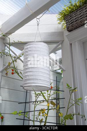 Lanterne en papier blanc suspendue dans une serre avec des plants de tomates. Banque D'Images