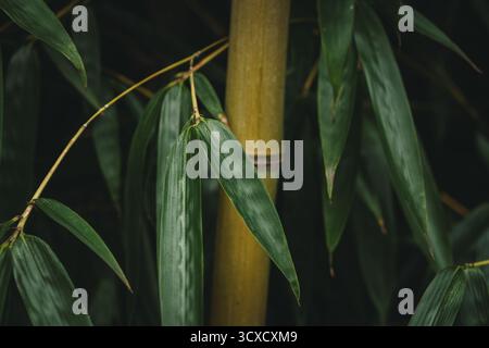 Gros plan d'une tige de bambou jaune avec des feuilles vertes Banque D'Images