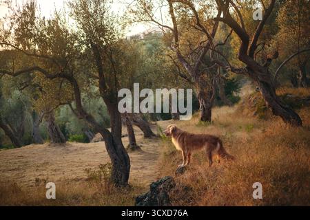 Un retriever de la Nouvelle-Écosse qui se promène seul entre les oliviers dans l'herbe sèche. Le cadre évoque la solitude et l'exploration naturelle dans les bois. Banque D'Images