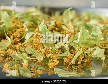 Fleurs de tilleul séchées sur un plateau en acier inoxydable, parfaites pour infuser une tisane biologique saine et promouvoir le bien-être et le style de vie naturel Banque D'Images