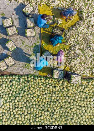 Bogura, Bangladesh - 20 février 2024 : vue aérienne de champs vibrants où les femmes en saris colorés trient les produits, créant une mosaïque de textures et de tonnes Banque D'Images