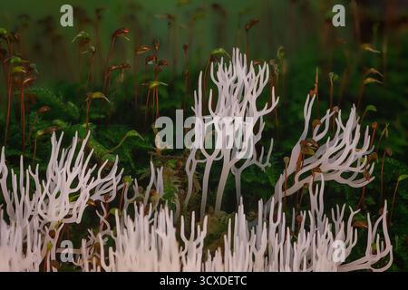 Corail ivoire - Ramariopsis kunzei est un type de champignon. Il est également connu sous le nom de corail blanc parce que sa structure ramifiée ressemble au corail marin Banque D'Images