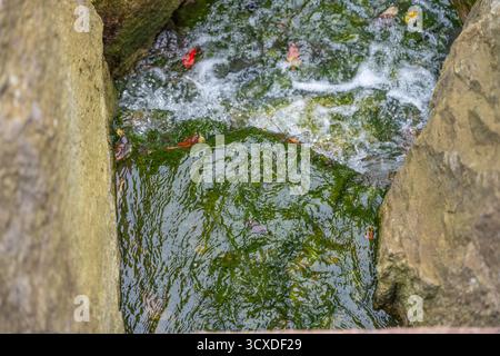 Roches moussues et eau courante. L'eau coule sur des pierres couvertes de mousse dans un petit ruisseau. La scène capture la texture et la fraîcheur de la nature. Banque D'Images